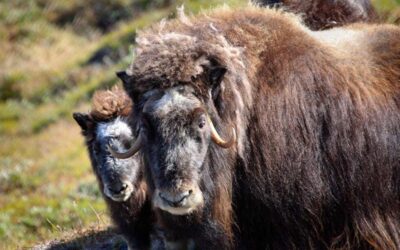 Musk Ox