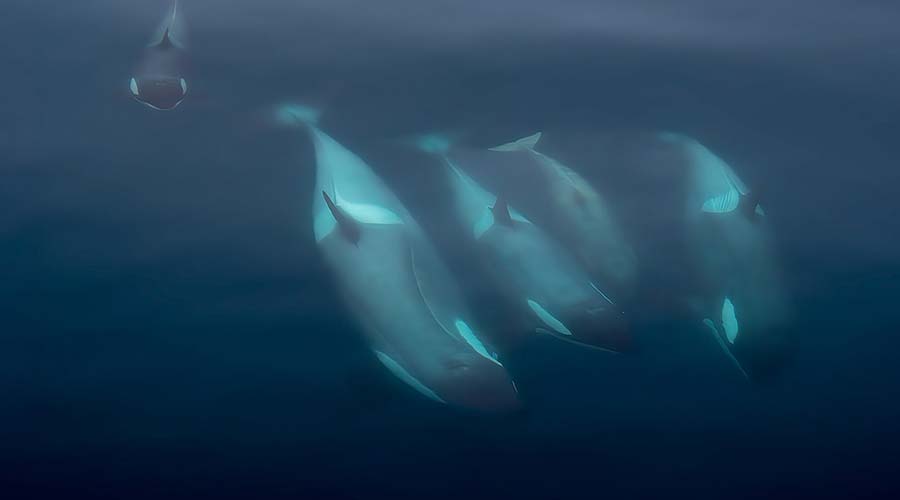 orca-underwater-short