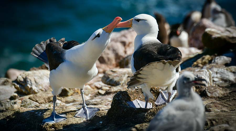 saunders-gulls-short