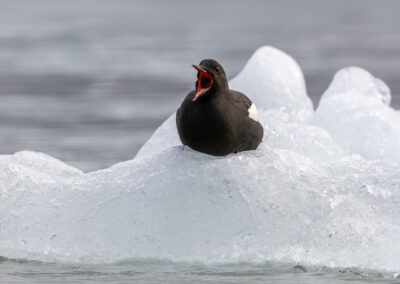 Bird on ice