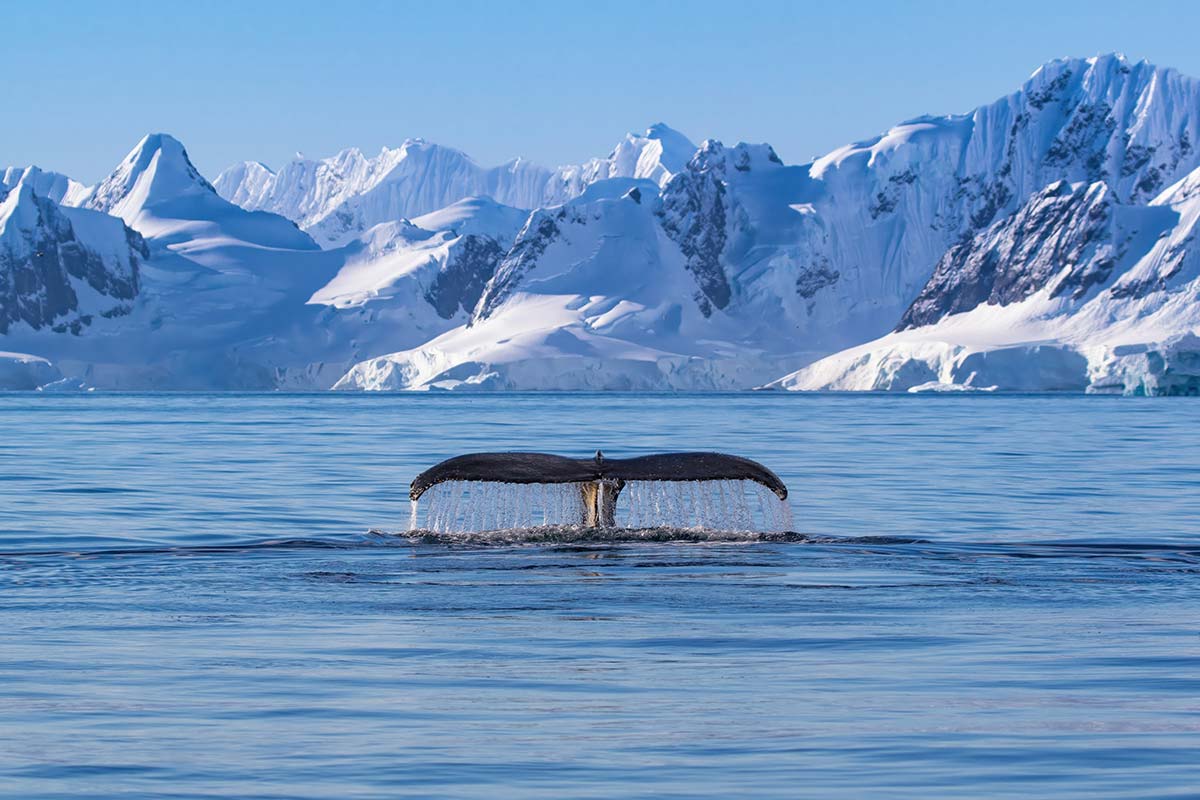 whale-tale-mountains