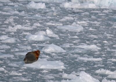 Seal on ice chilling on the water
