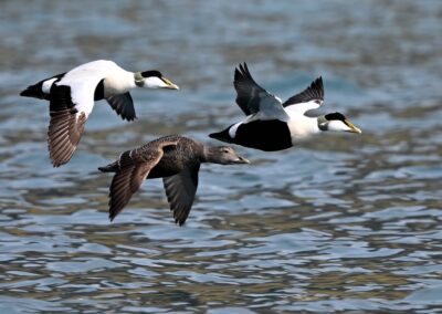 Three birds flying over the ocean