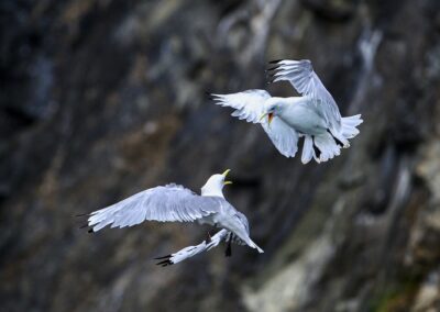 Two birds fighting