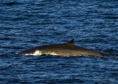 Whale in the ocean
