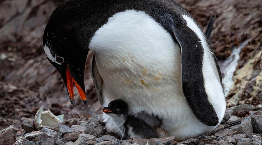 gentoo-penguin-mom-and-chick-at-neko-harbour-short