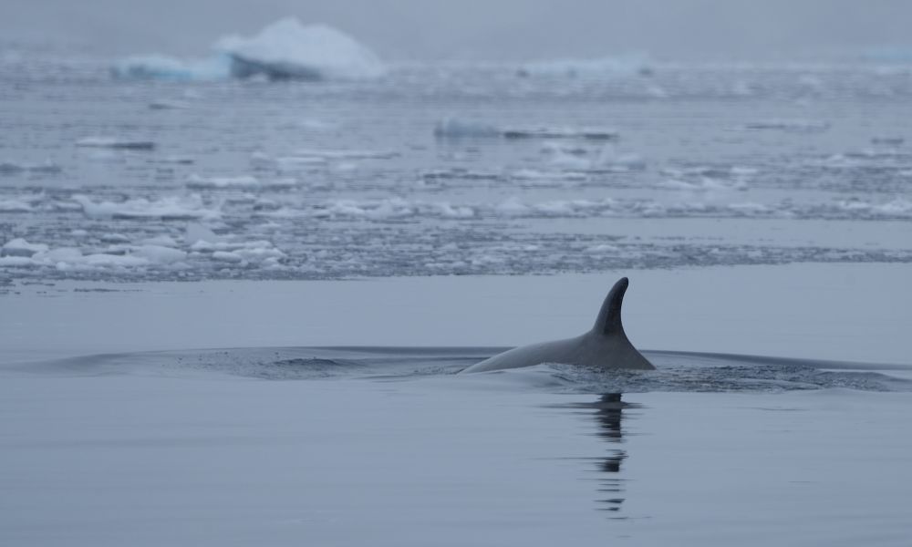 Minke whale in Neko Harbour.