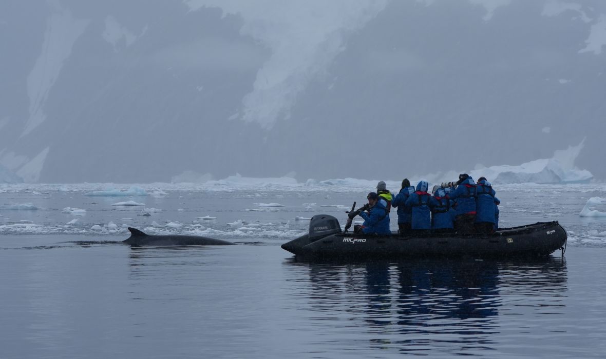 Minke Whale observing zodiac passengers.