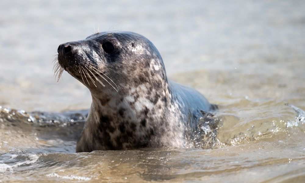 Skagen seal playing close to shore.