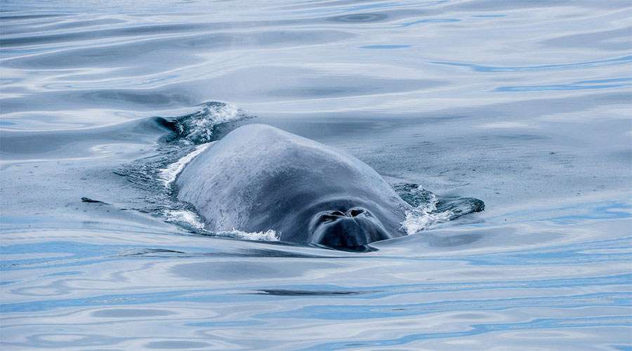 Whale in sea in Iceland