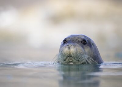 Seal poking out of water surface