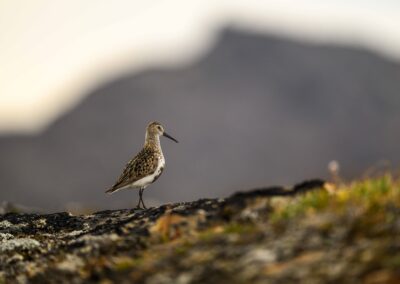 Bird standing on grassy ground