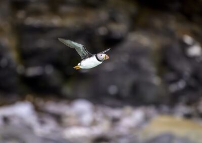 Puffin flying