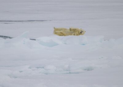 Polar bear rolling in snow