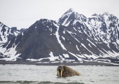 Walrus in water in front of mountains in Svalbard