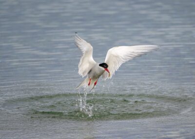 Bird dipping into water