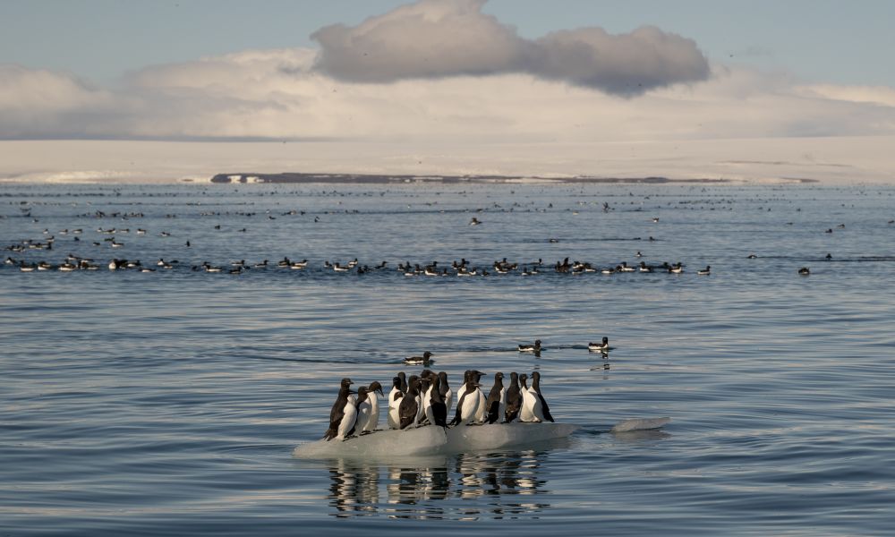 Flock of Brünnich’s guillemots out on sea ice near Svalbard