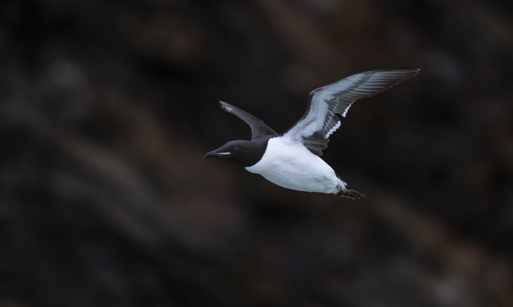 Brünnich's guillemot in flight.