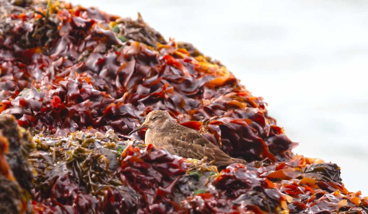 Dunlin hiding near the ocean