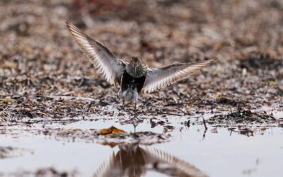 Dunlin