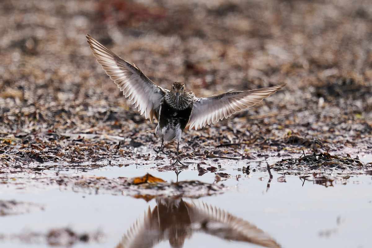 Dunlin with reflection in shore water.
