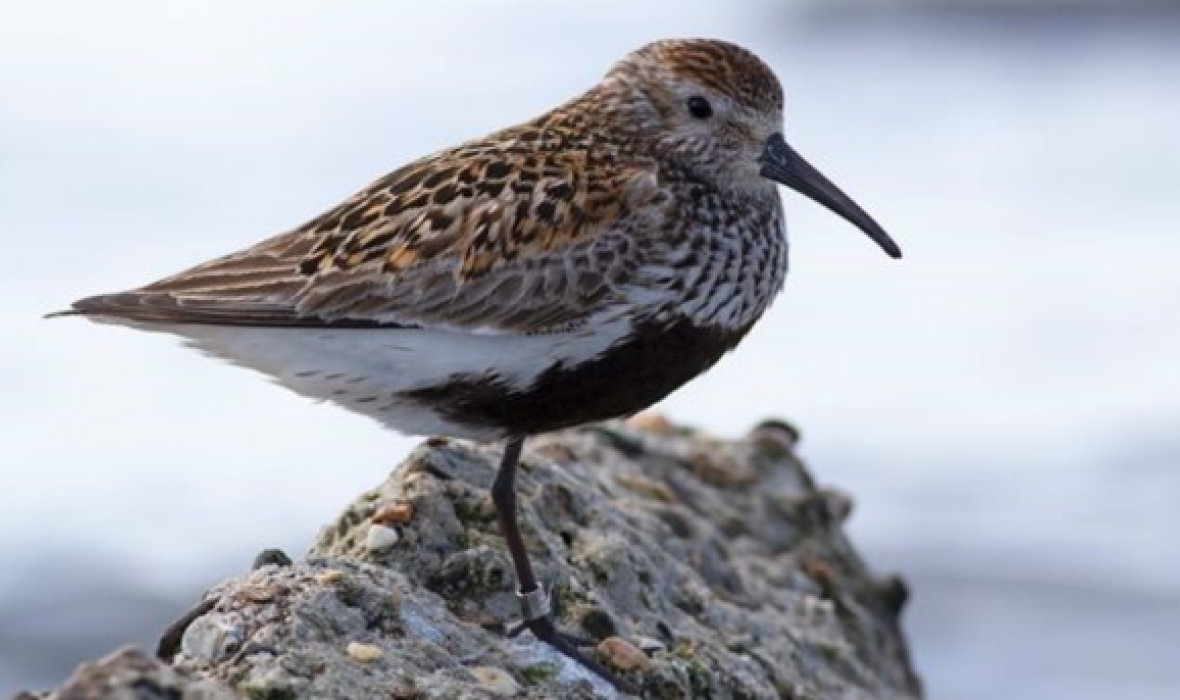 Lone dunlin with winter plumage.