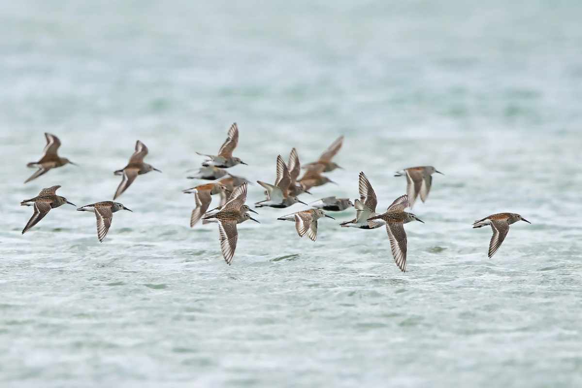 Dunlins in flight with water in the background