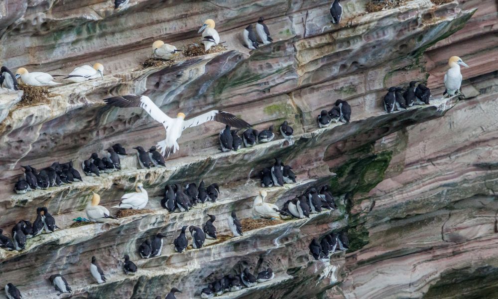 Cliff colony of Brünnich’s guillemots and gannets.