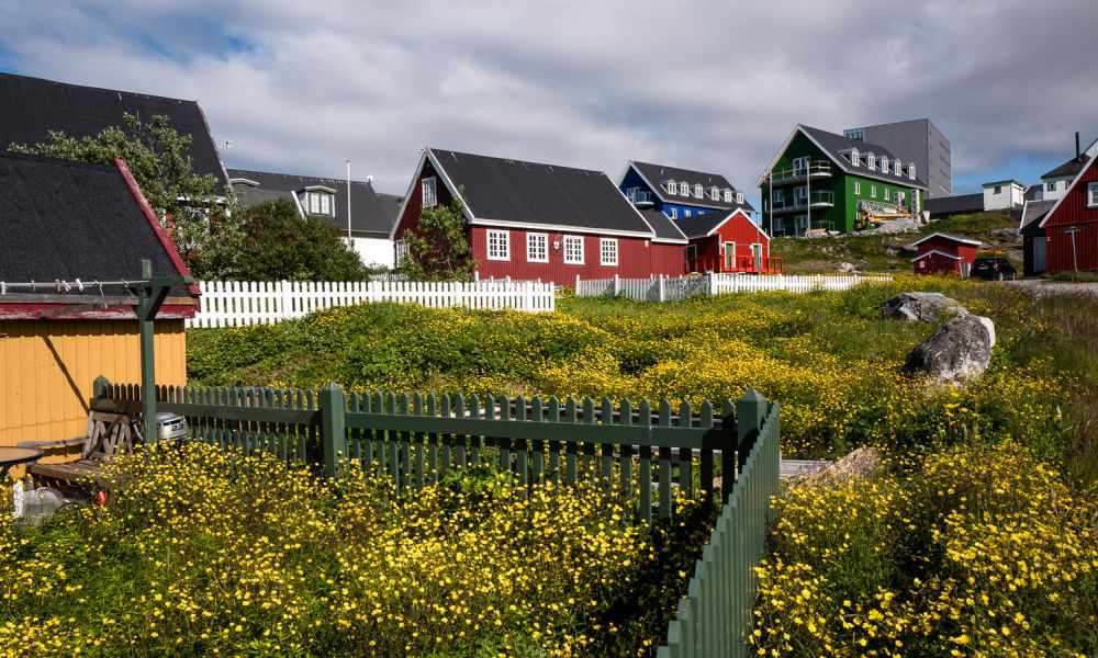 Arctic poppies in Nuuk.
