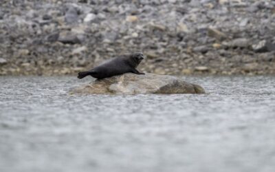 Ringed Seal