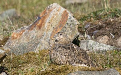 Rock Ptarmigan