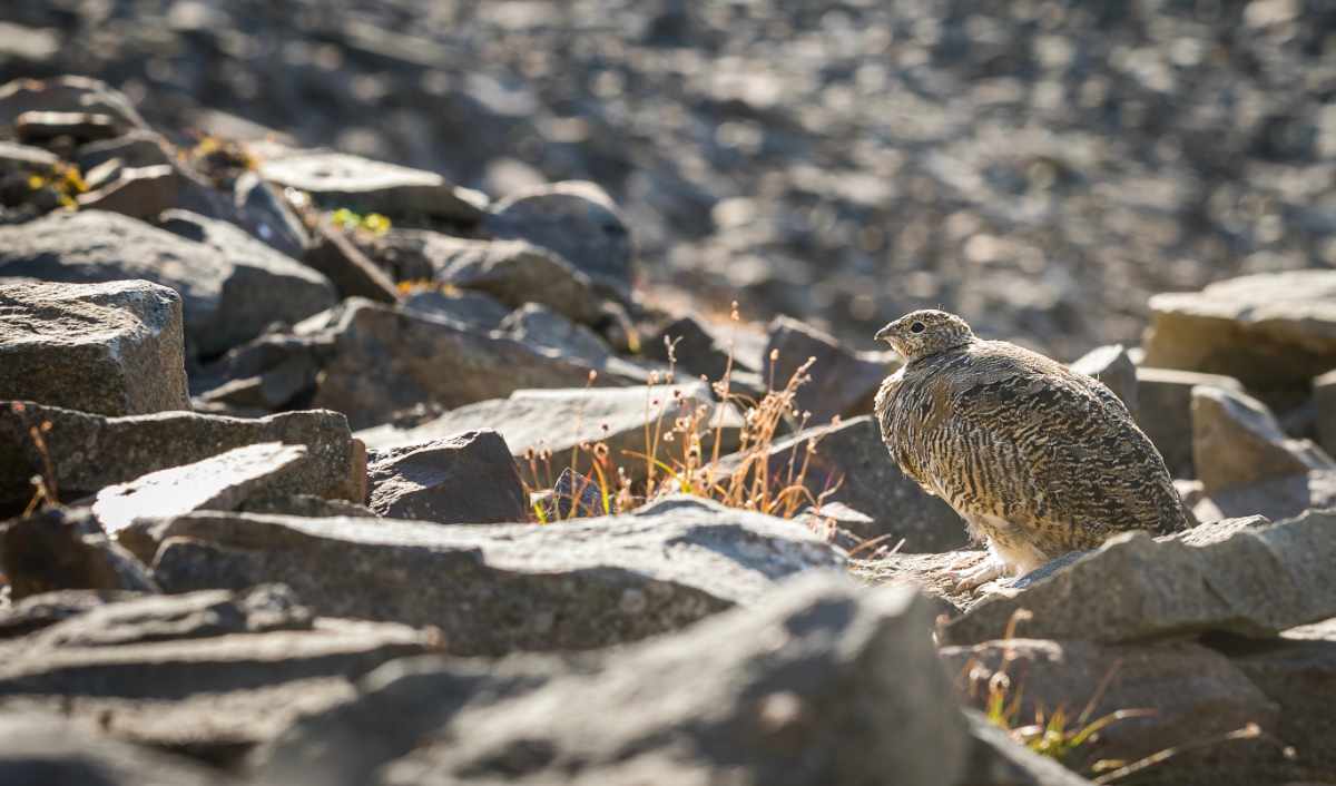 Rock ptarmigan perched on rocky ground