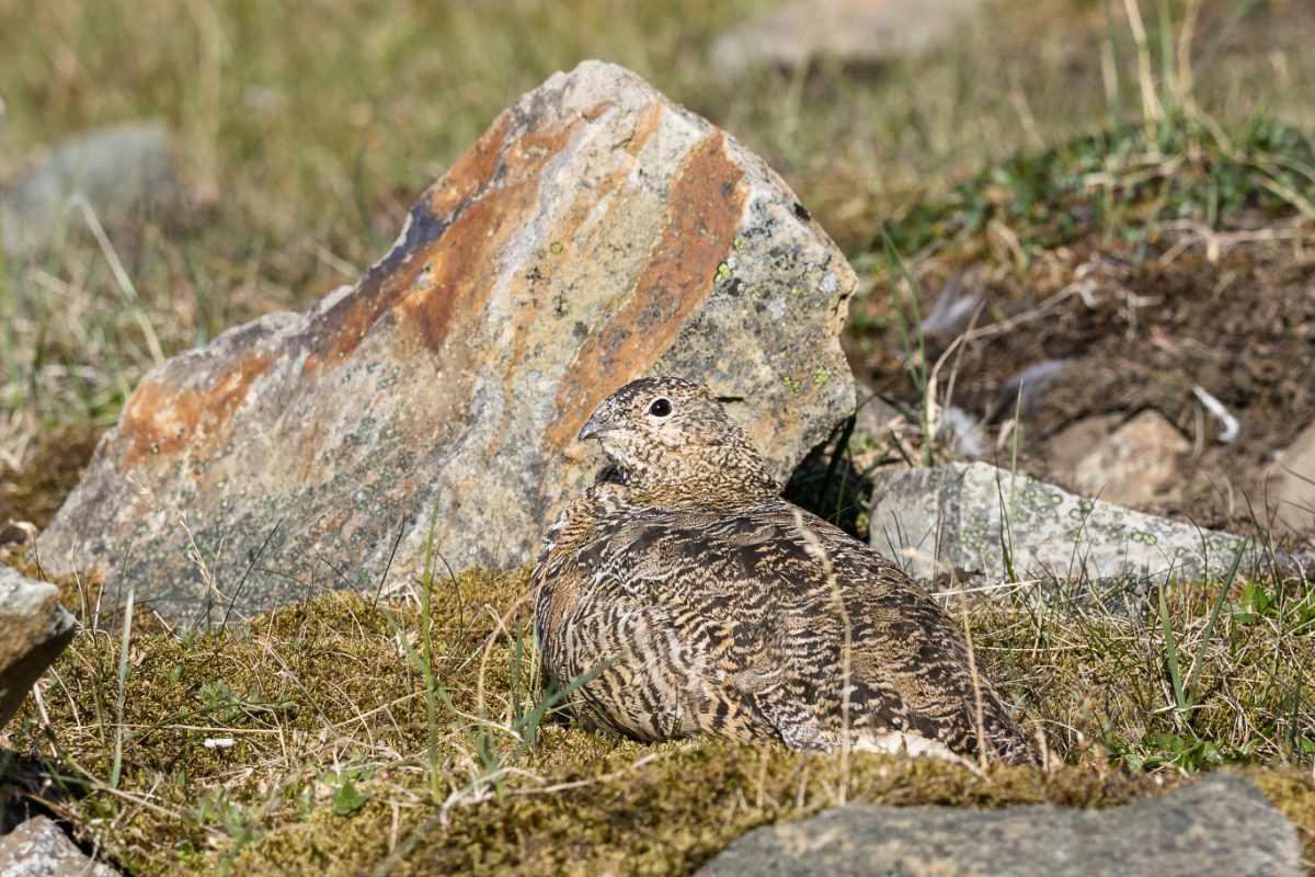 Female rock ptarmigan with summer plumage.