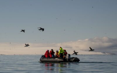 Brünnich’s Guillemot