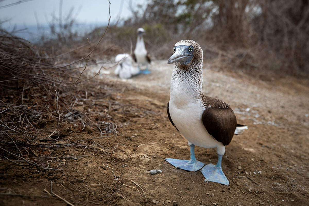Blue-footed-Boobie-featured