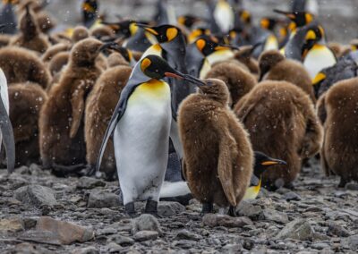 King penguin mother and child