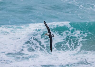 Albatros flying over the ocean
