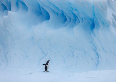 Penguin standing in front of ice berg