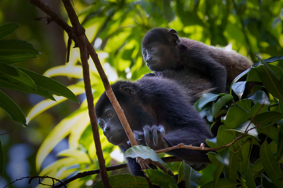 panama-canal-header-monkeys-featured