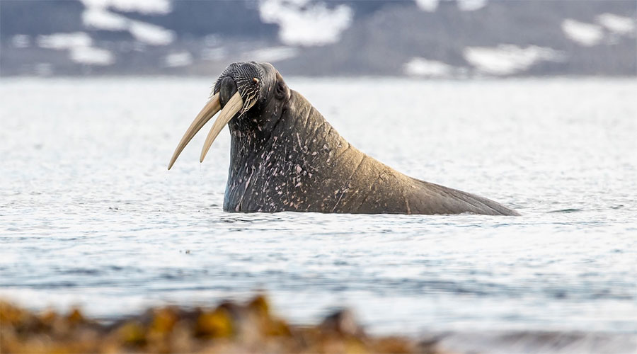 Whale in sea in Iceland